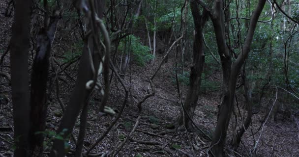 Хаотичний кедровий ліс на камені і мертве листя . — стокове відео