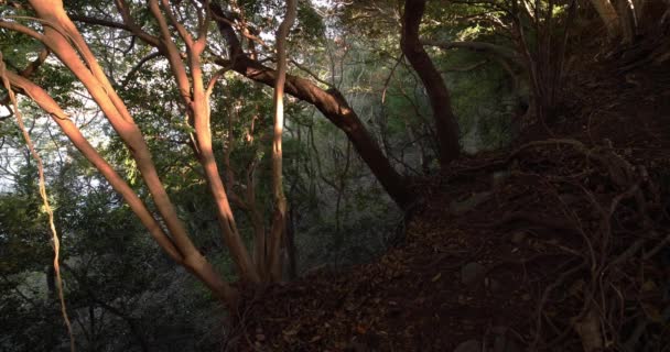 돌 과죽은 나뭇잎 위에 있는 무성 한 삼 나무 숲. — 비디오