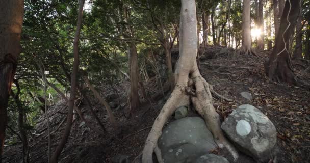 Un bosque caótico de cedro en la piedra y hojas muertas. — Vídeo de stock