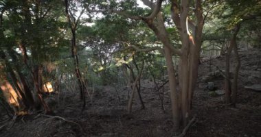 Taş ve ölü yaprakların üzerinde kaotik bir sedir ormanı..