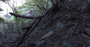 Taş ve ölü yaprakların üzerinde kaotik bir sedir ormanı..