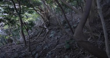 Taş ve ölü yaprakların üzerinde kaotik bir sedir ormanı..