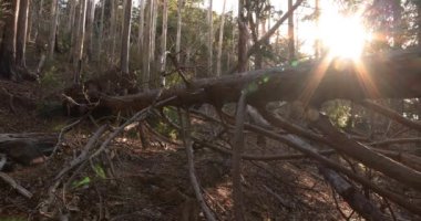 Taş ve ölü yaprakların üzerinde kaotik bir sedir ormanı..