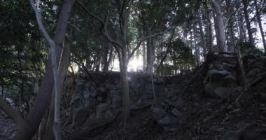 Taş ve ölü yaprakların üzerinde kaotik bir sedir ormanı..