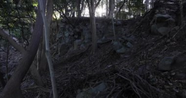 Taş ve ölü yaprakların üzerinde kaotik bir sedir ormanı..