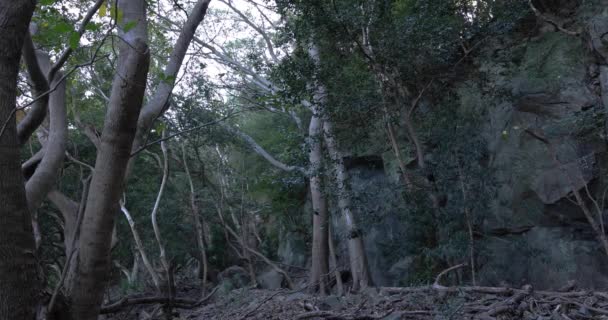Ένα χαοτικό δάσος κέδρου στην πέτρα και νεκρά φύλλα. — Αρχείο Βίντεο