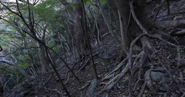 돌 과죽은 나뭇잎 위에 있는 무성 한 삼 나무 숲. — 비디오