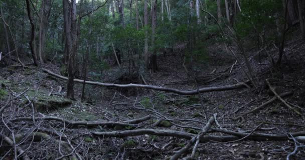Taş ve ölü yaprakların üzerinde kaotik bir sedir ormanı.. — Stok video