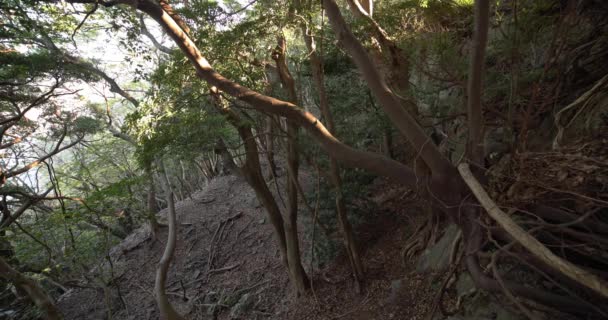 돌 과죽은 나뭇잎 위에 있는 무성 한 삼 나무 숲. — 비디오