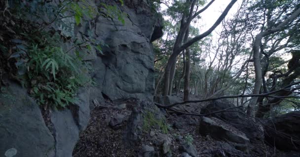 Ein chaotischer Zedernwald auf dem Stein und abgestorbene Blätter. — Stockvideo