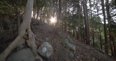 Taş ve ölü yaprakların üzerinde kaotik bir sedir ormanı..