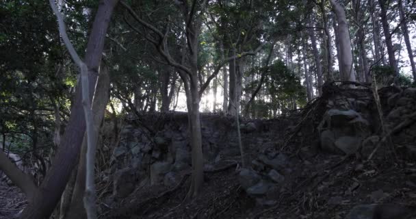 Chaotický cedrový les na kameni a suché listí. — Stock video