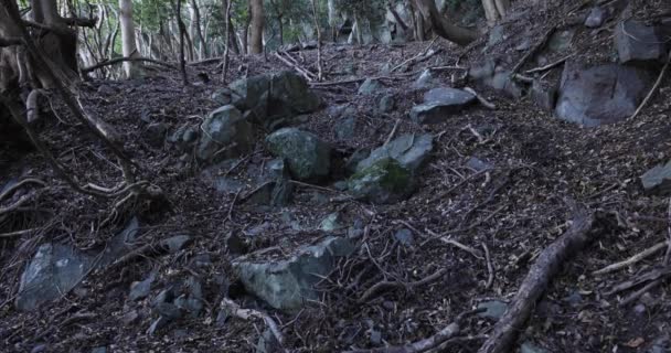 Chaotyczny las cedrowy na kamieniu i martwe liście. — Wideo stockowe