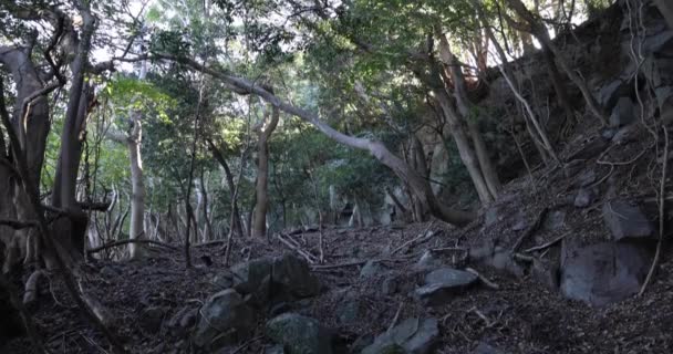 Ένα χαοτικό δάσος κέδρου στην πέτρα και νεκρά φύλλα. — Αρχείο Βίντεο