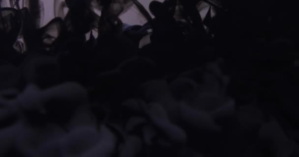 Αφηρημένο μαύρο μελάνι πίσω από γκρι φόντο — Αρχείο Βίντεο