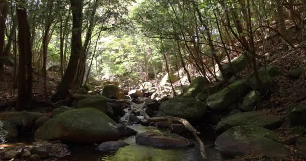 Río limpio en el bosque verde en la mañana de invierno en Izu Shizuoka — Vídeos de Stock