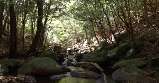 Río limpio en el bosque verde en la mañana de invierno en Izu Shizuoka — Vídeos de Stock