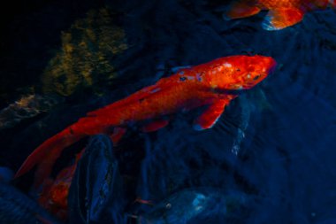 Havuzda yüzme sazan