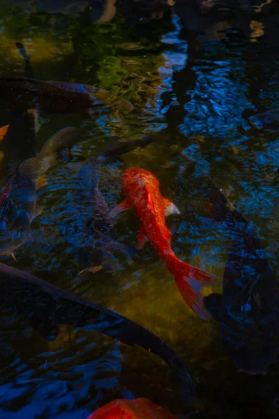 Berenang ikan mas di kolam — Stok Foto