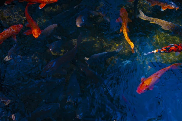 池の鯉をスイミング — ストック写真
