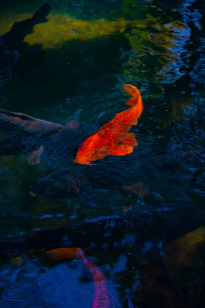 池の鯉をスイミング — ストック写真