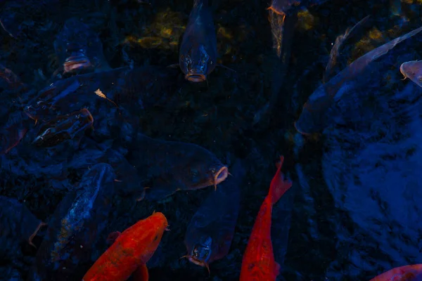 Natation de la carpe dans l'étang — Photo