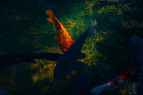 Swimming carp in the pond — Stock Photo, Image