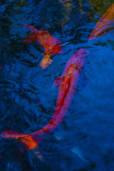 Simning karp i dammen — Stockfoto