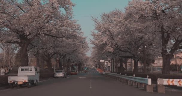 Kersenbloesem bomen in Japan tijdens Sakura Seizoen — Stockvideo