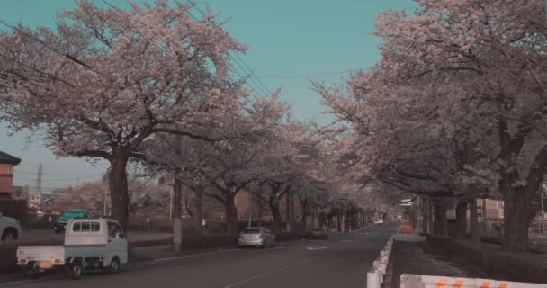 Cerezos en flor en Japón durante la temporada Sakura — Vídeos de Stock