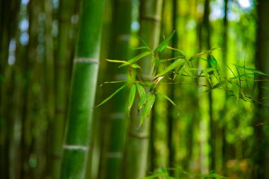Bambu ormanı geleneksel bekçide.