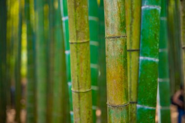 Bambu ormanı geleneksel bekçide.