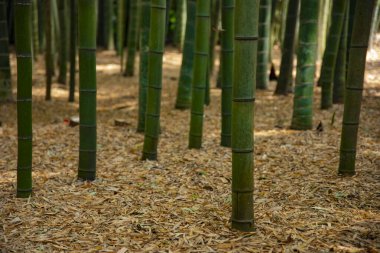 Bambu ormanı geleneksel bekçide.