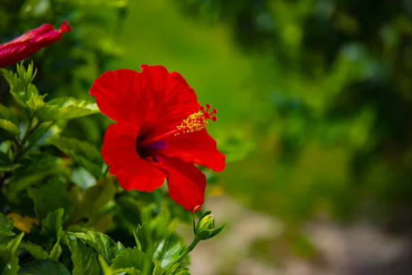 Amami oshima Kagoshima Ohama plajda Hibiscus — Stok fotoğraf