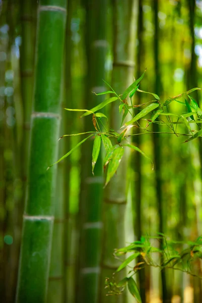 Bambu ormanı geleneksel bekçide. — Stok fotoğraf