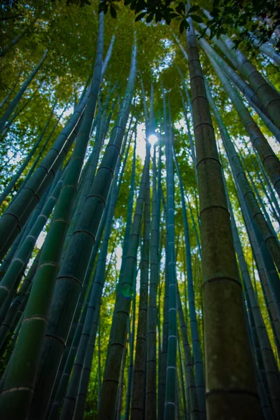 Bambusový les u tradičního strážce — Stock fotografie