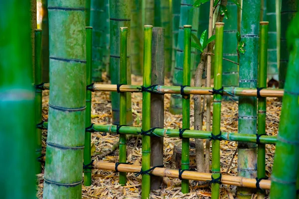 Bosque de bambú en la guarida tradicional —  Fotos de Stock