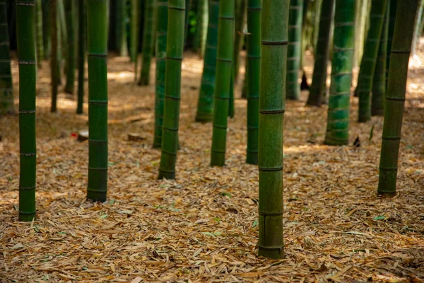 传统护栏下的竹林 — 图库照片