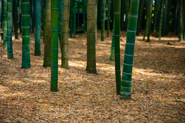 Bambuswald an der traditionellen Wache — Stockfoto