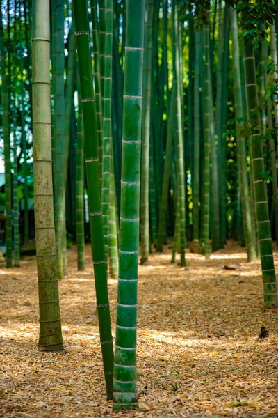 传统护栏下的竹林 — 图库照片