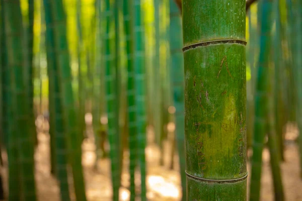 Bamboe bos bij de traditionele guarden Stockfoto