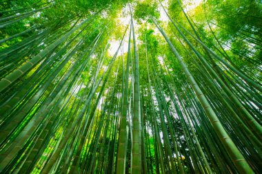 Bambu ormanı geleneksel bekçide.