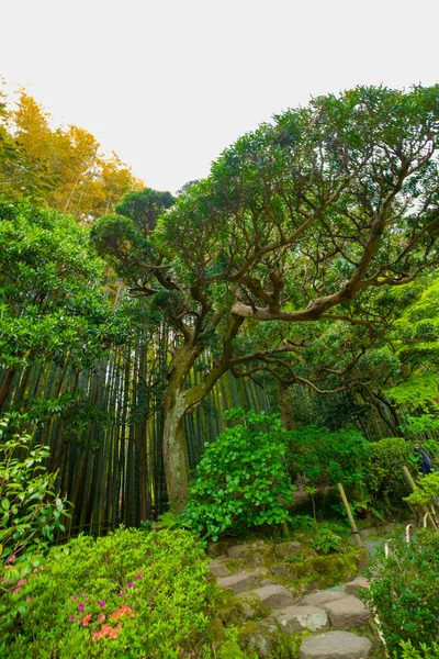 Bosque de bambú en la guarida tradicional — Foto de Stock