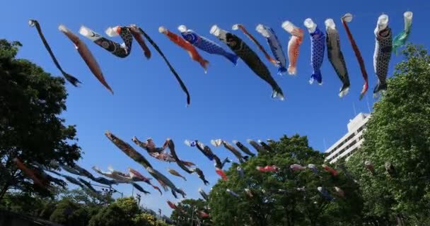 Карп разгуливает по парку в Токио в солнечный день — стоковое видео