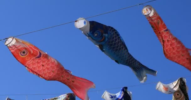 Carpa serpenteante en el parque en Tokio soleado durante el día — Vídeo de stock