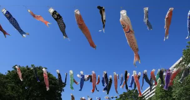 鲤鱼流在东京公园白天阳光明媚 — 图库视频影像