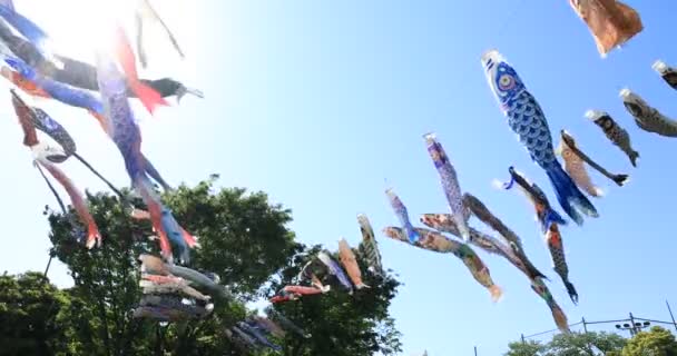 Streaming di carpe al parco di Tokyo di giorno soleggiato — Video Stock