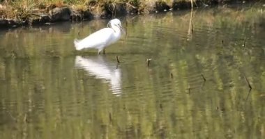 Tokyo'da Koishikawa kourakuen parkta Heron el