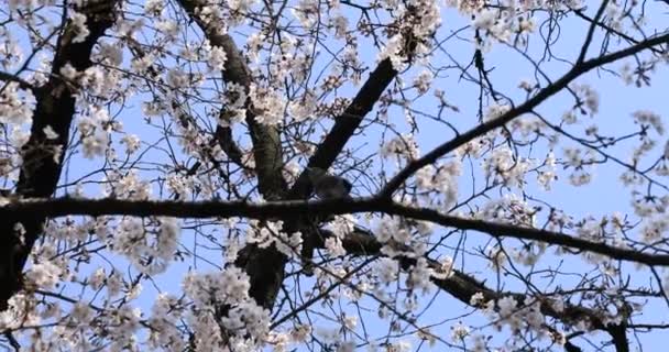 Cherry Blossom på Koishikawa Kourakuen Park i Tokyo Handheld — Stockvideo