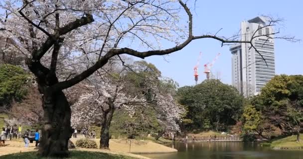 Kirschblüte im Koishikawa-Kourakuen-Park in Tokio — Stockvideo